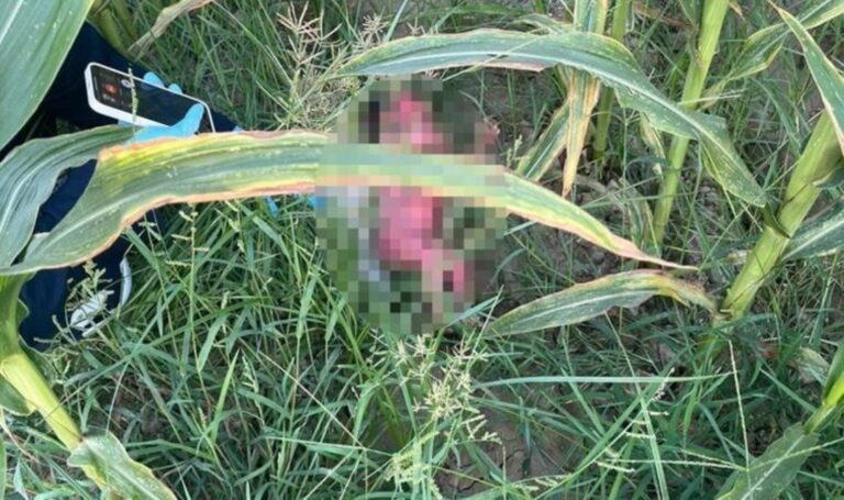 Mısır tarlasında yeni doğmuş bebek bulundu! – Son Dakika Türkiye Haberleri