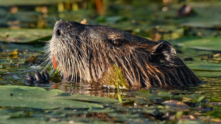 Sekiz Kunduz milyon hükümet planını uyguladı