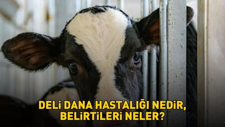 Deli dana hastalığı nasıl bulaşır? Ankaradan sonra Boluda da ortaya çıktı! Deli dana hastalığı nedir, belirtileri neler?